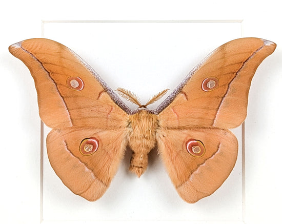 Antheraea pernyi Männchen, Nachtfalter im Rahmen