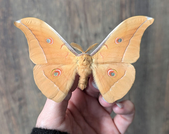 Antheraea pernyi Männchen, Nachtfalter im Rahmen