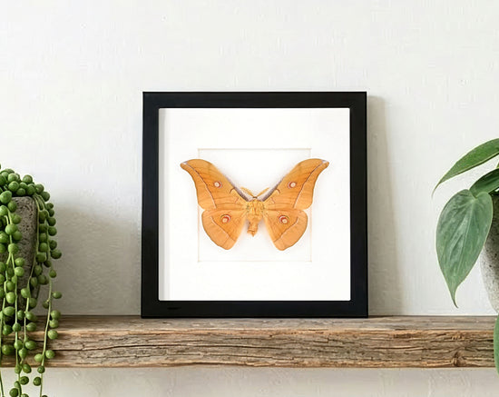 Antheraea pernyi Männchen, Nachtfalter im Rahmen