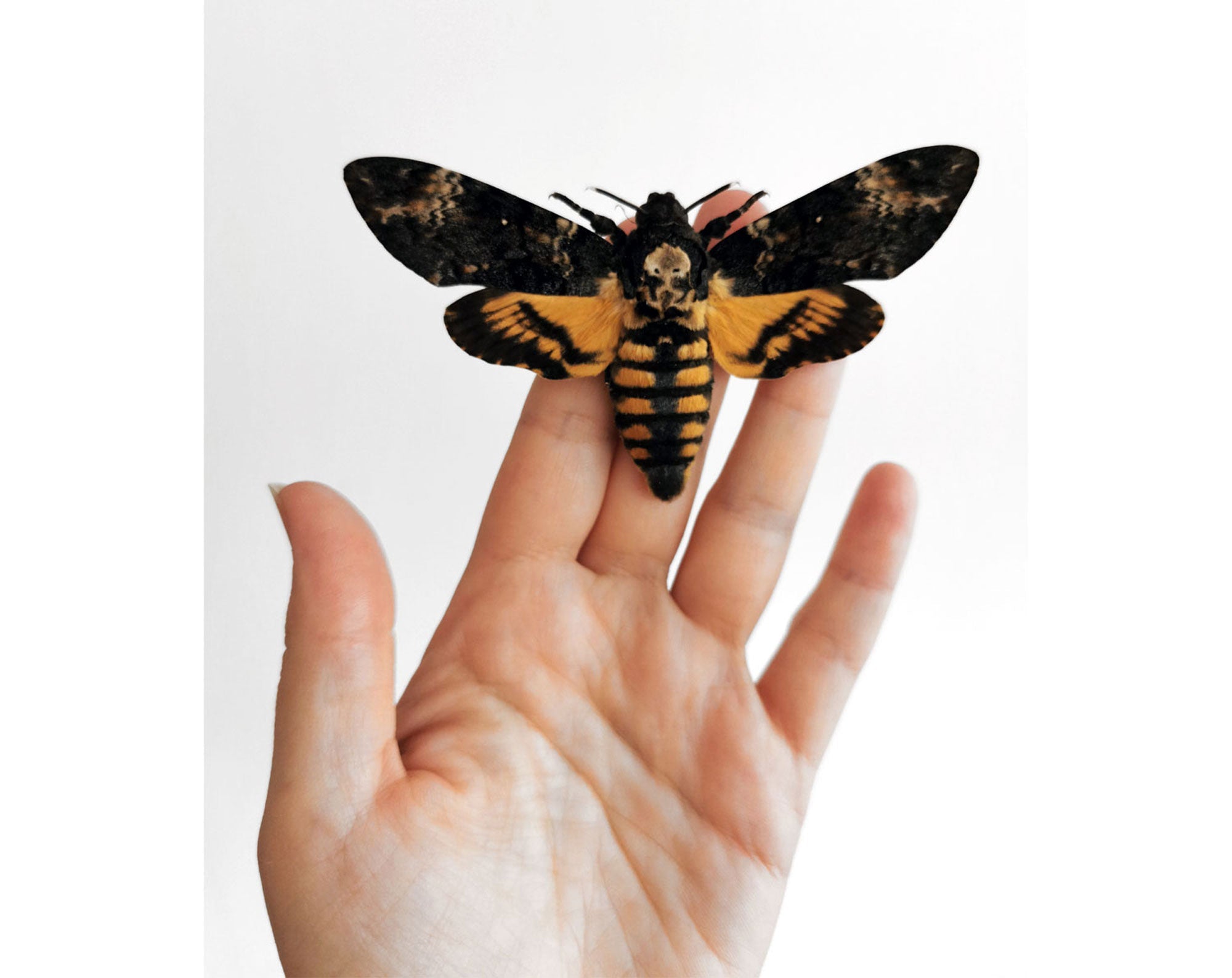 Acherontia atropos   InsectArt