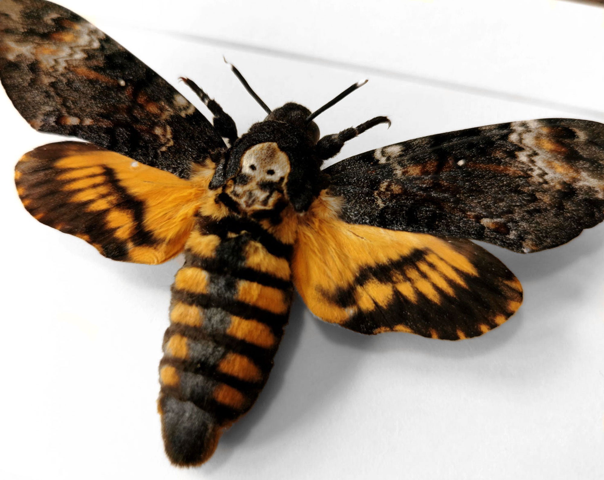 Acherontia atropos   InsectArt