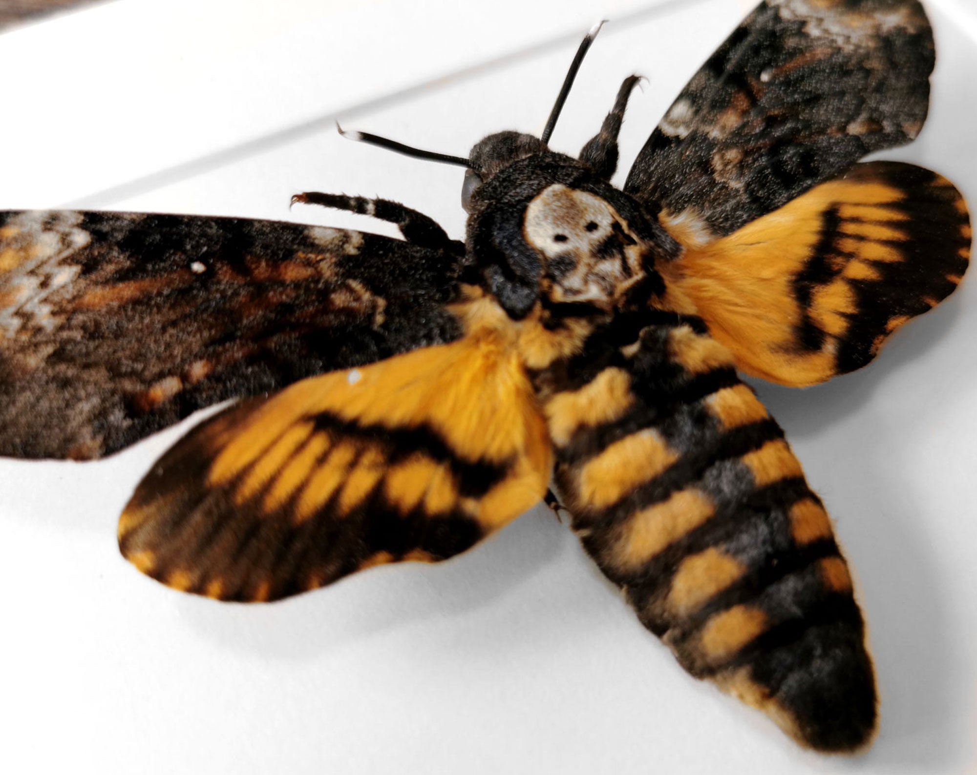 Acherontia atropos   InsectArt