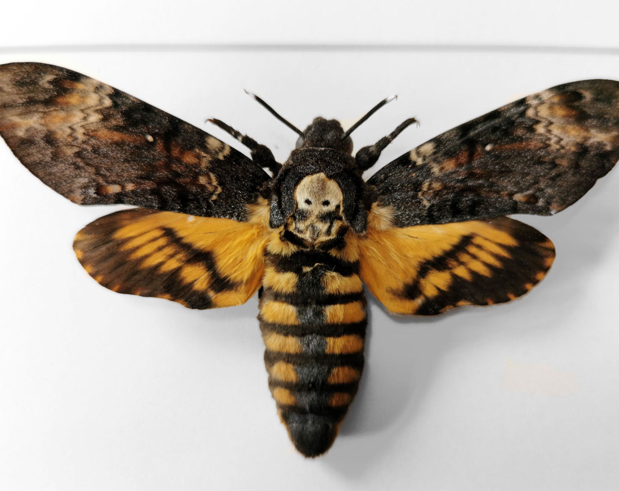 Acherontia atropos   InsectArt