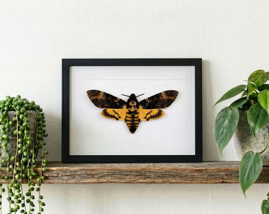 Acherontia atropos, Nachtfalter im Rahmen