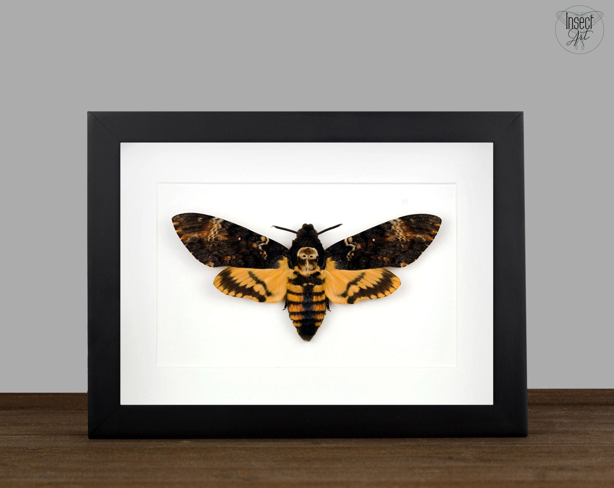 Acherontia atropos   InsectArt