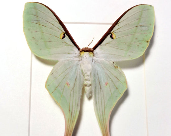 Actias dubernardi ♀ A2