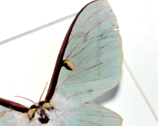 Actias dubernardi ♀ A2