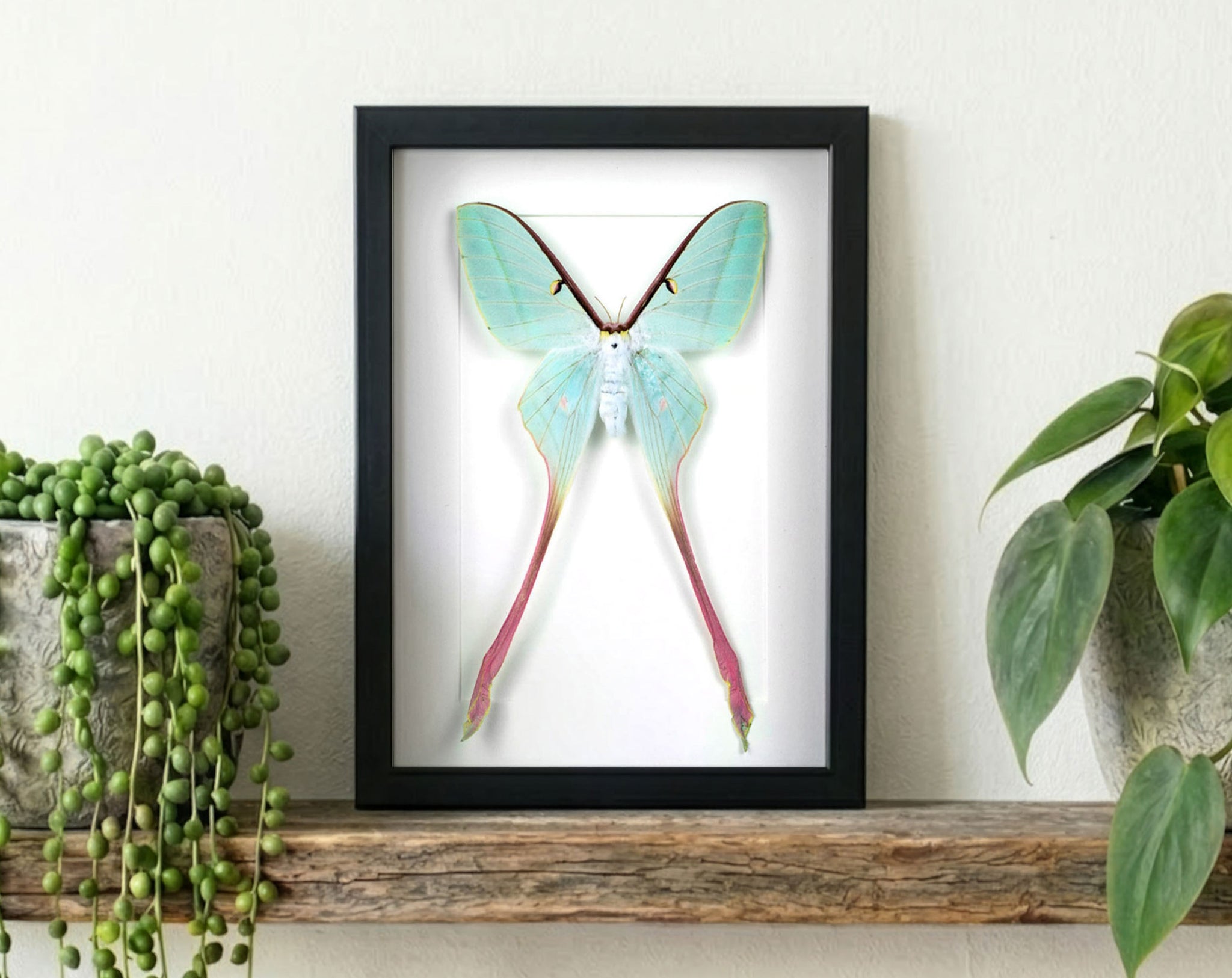 Actias dubernardi ♀