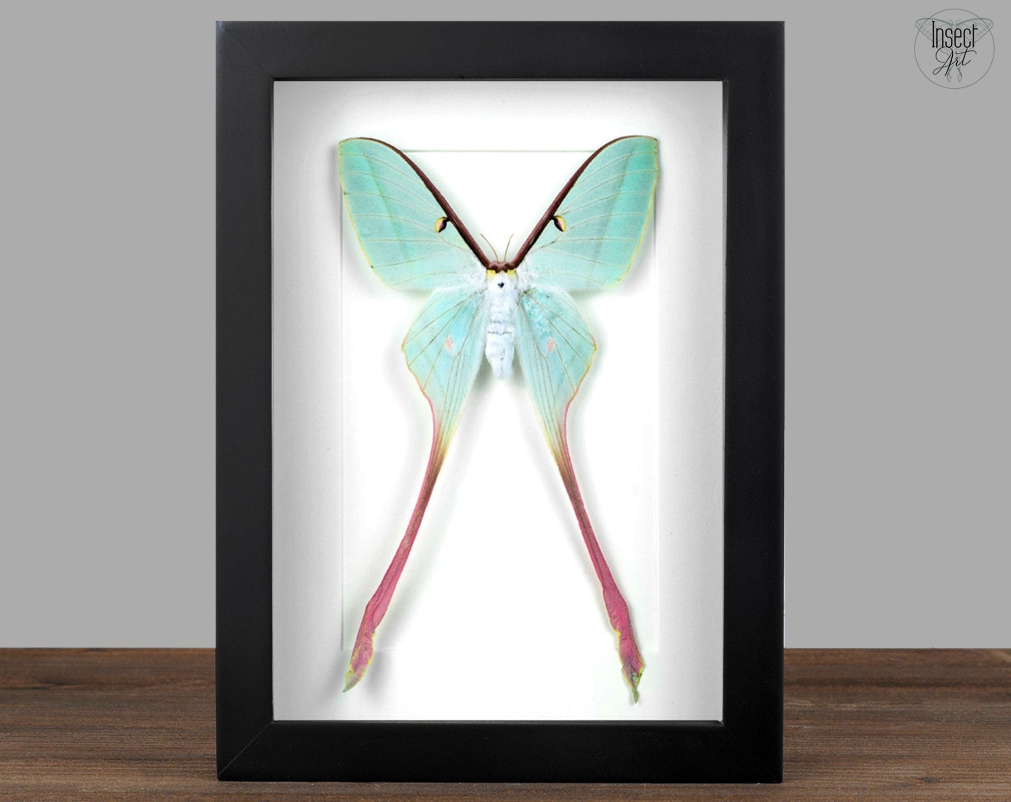 Actias dubernardi ♀   InsectArt