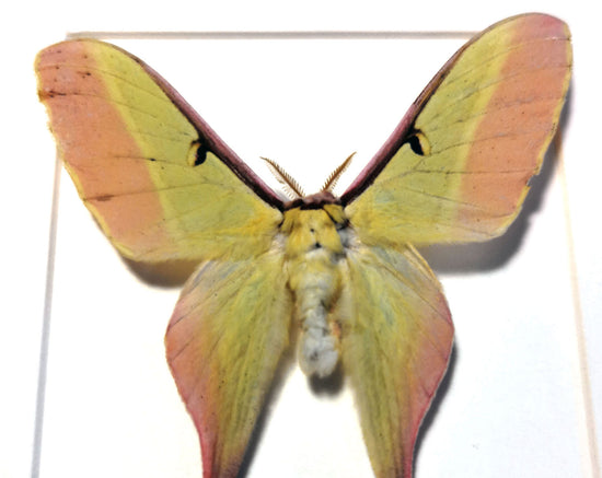 Actias dubernardi ♂ A2