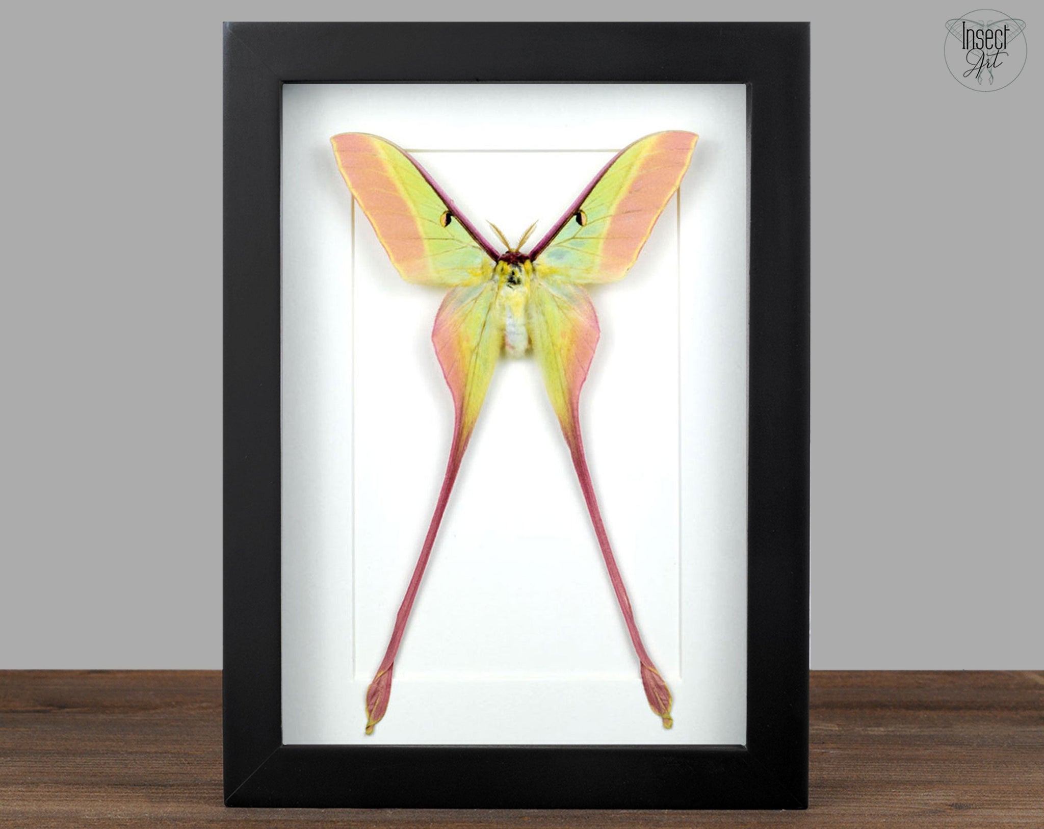 Actias dubernardi ♂   InsectArt