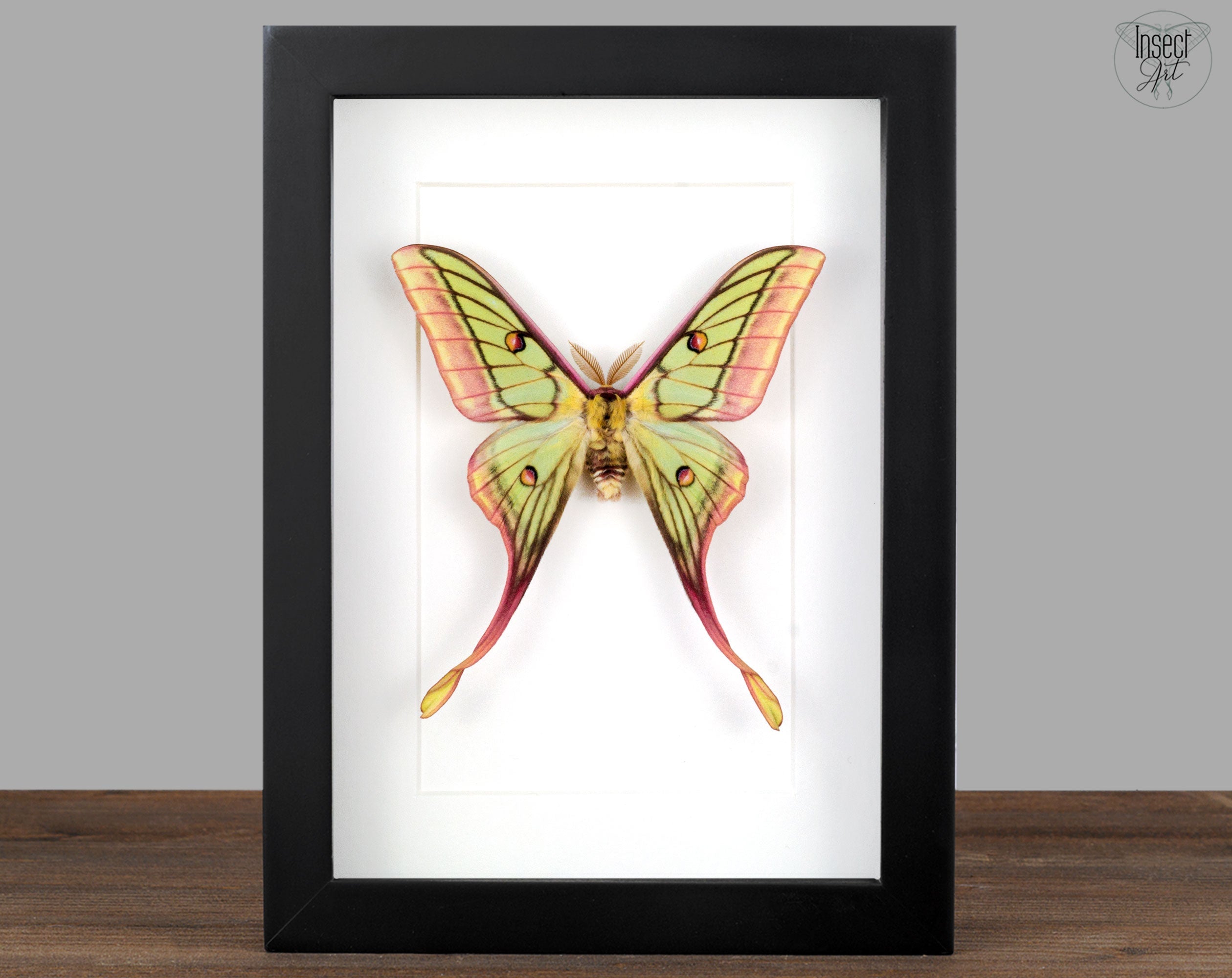 Actias dubernardi x Isabellae graellsia ♂   InsectArt