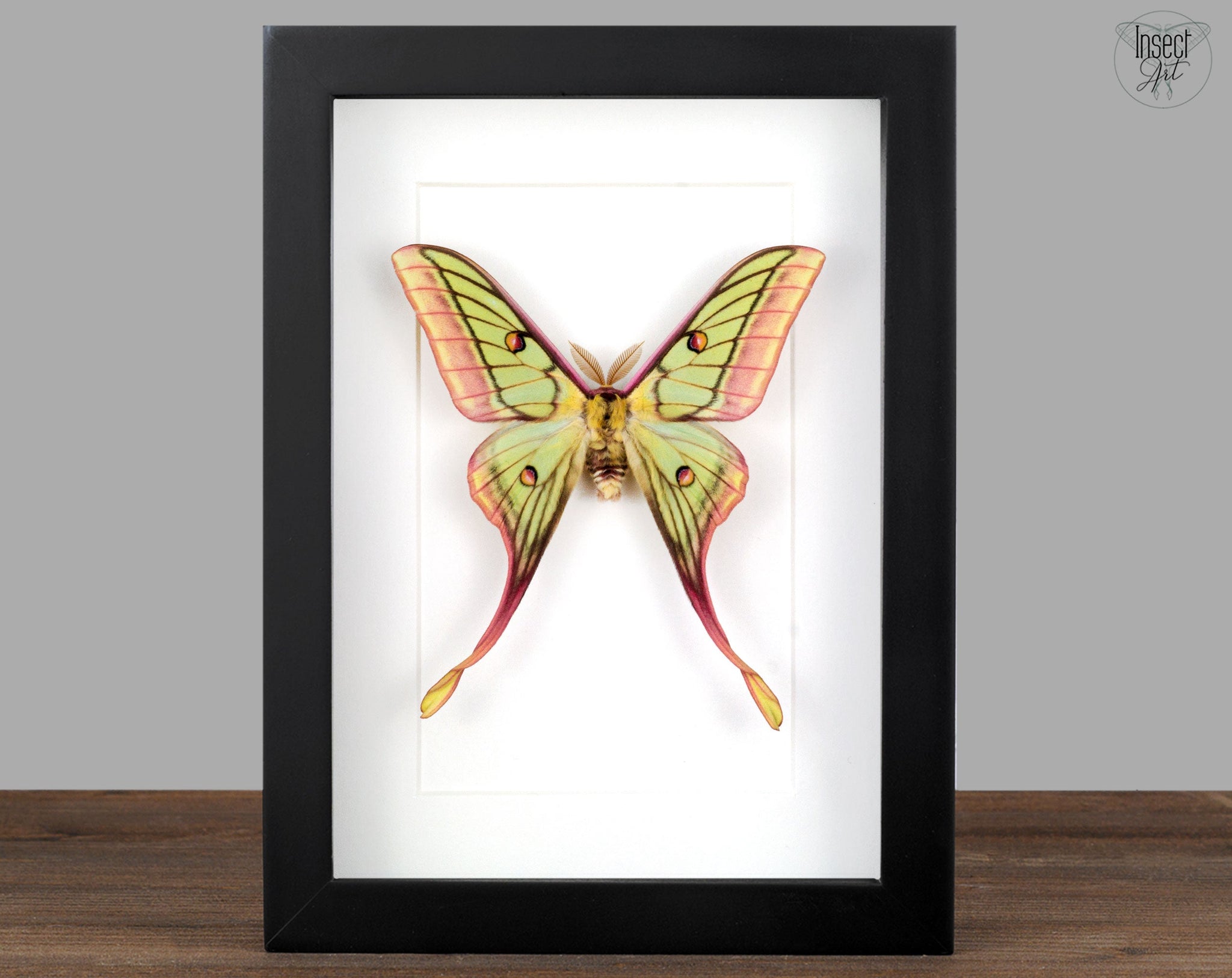 Actias dubernardi x Isabellae graellsia ♂   InsectArt