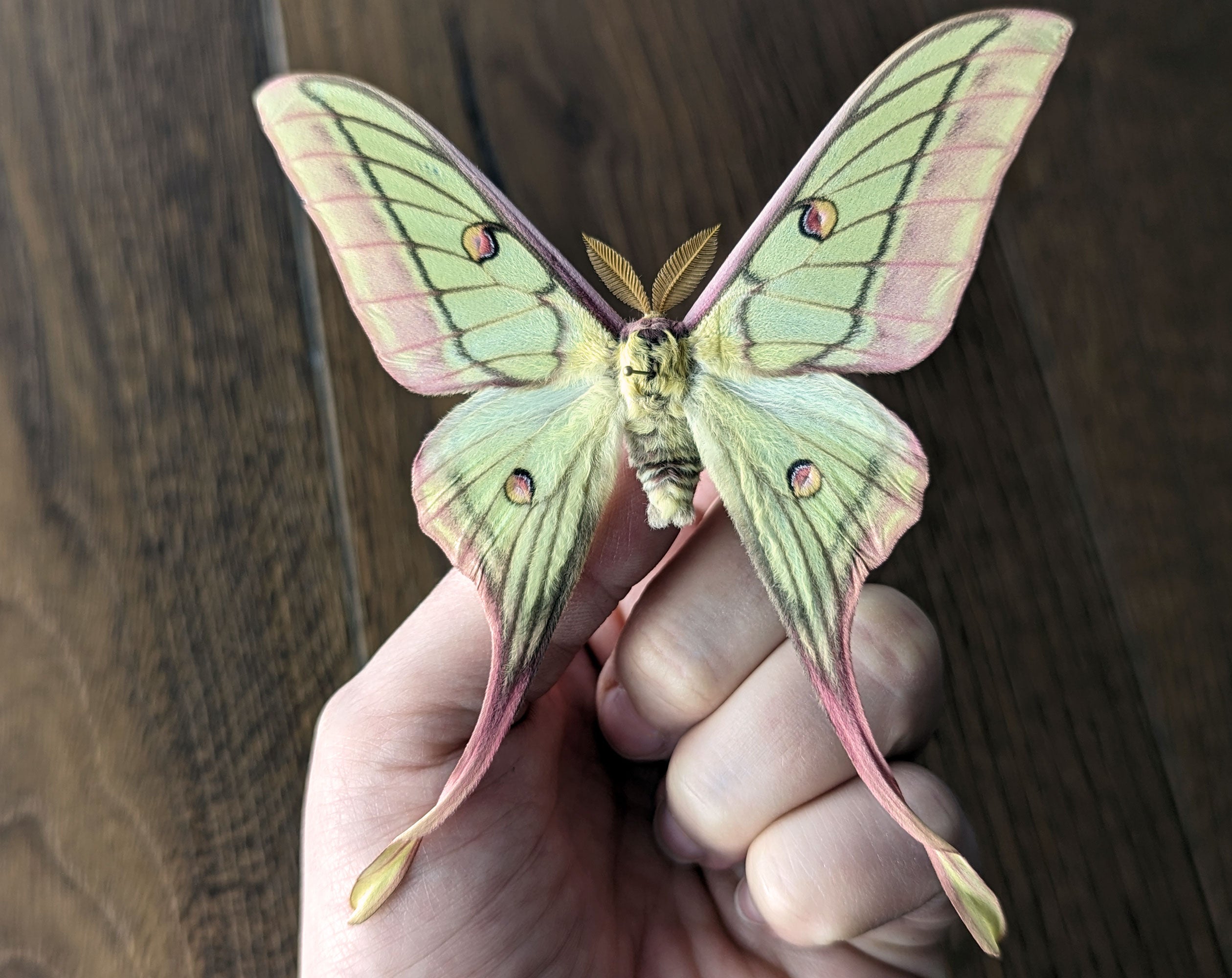 Actias dubernardi x Isabellae graellsia ♂   InsectArt