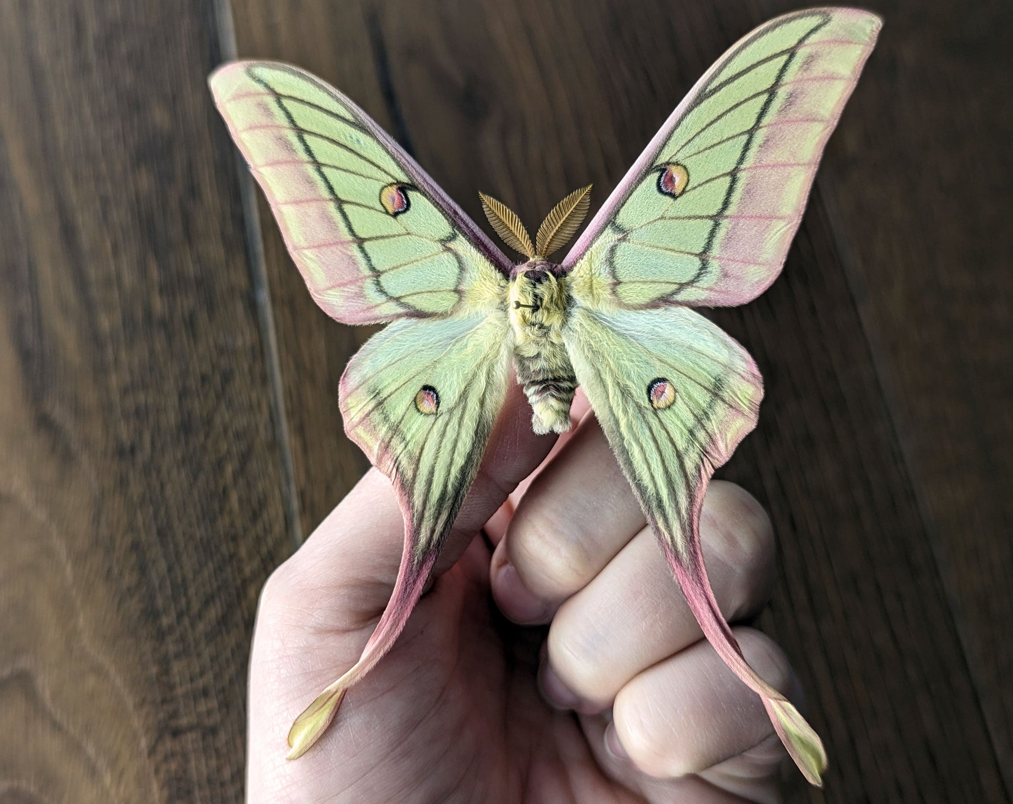 Actias dubernardi x Isabellae graellsia ♂   InsectArt