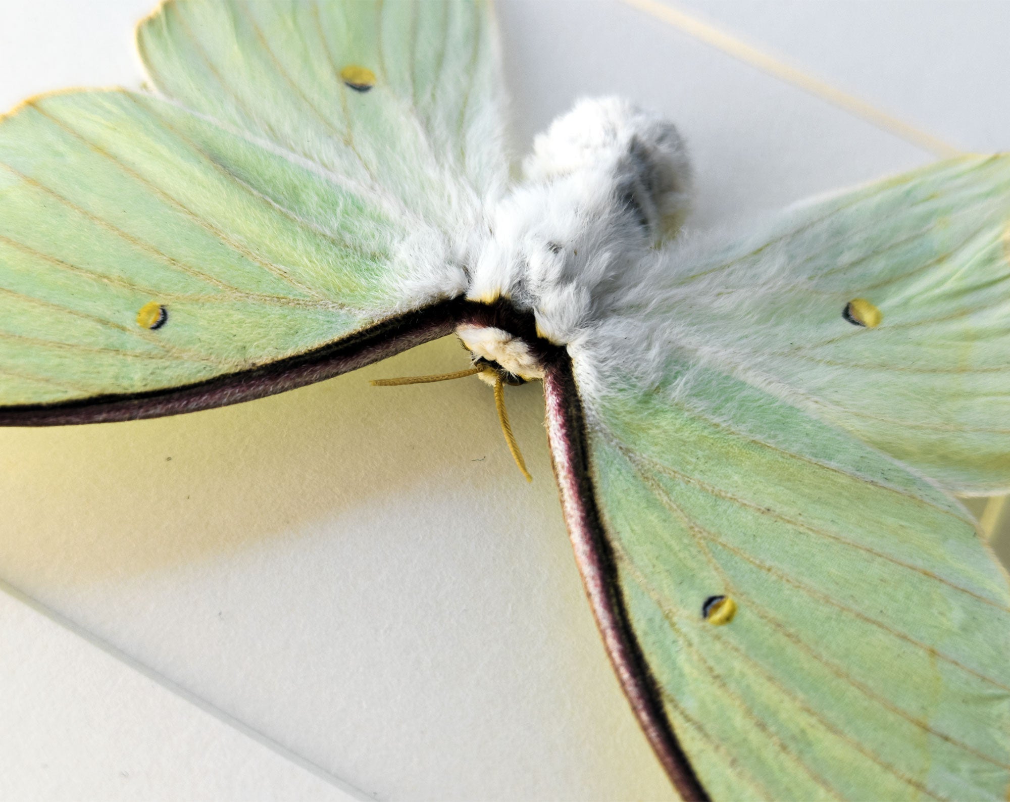 Actias dulcinea ♀   InsectArt