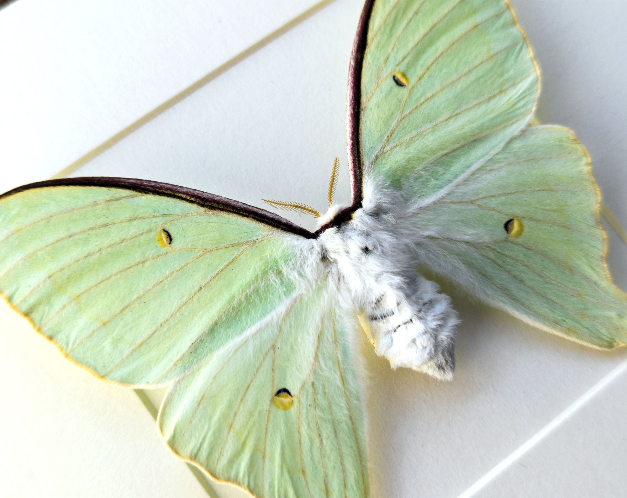 Actias dulcinea ♀   InsectArt