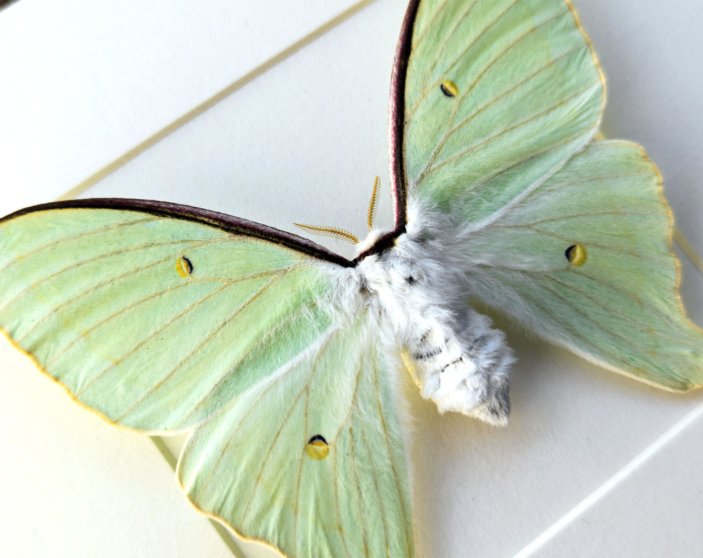 Actias dulcinea ♀