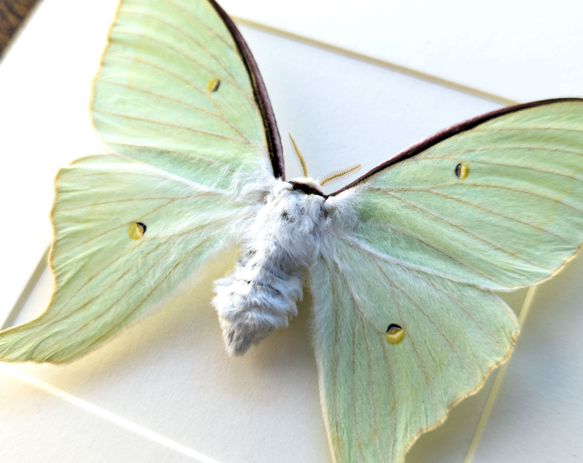 Actias dulcinea ♀   InsectArt