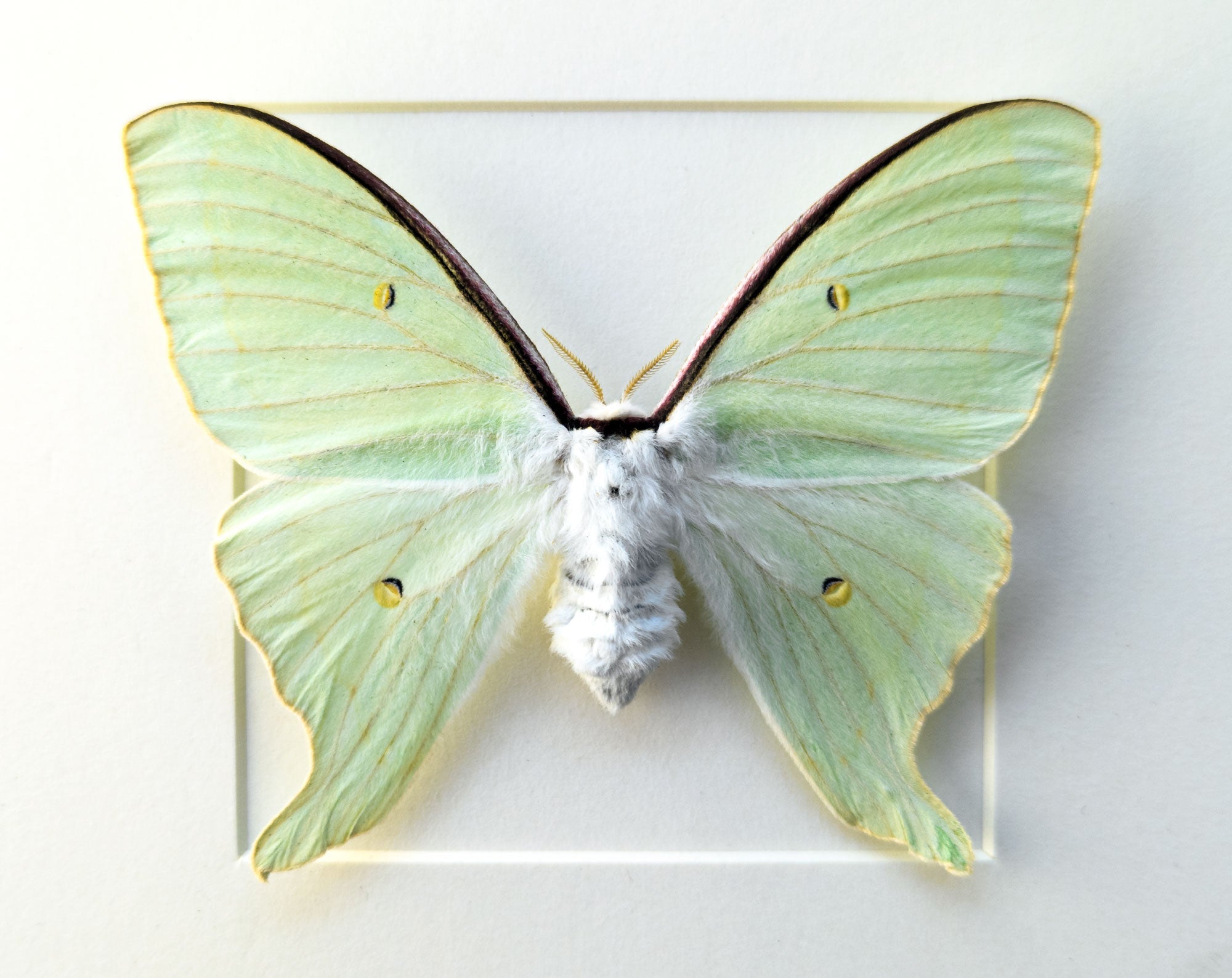 Actias dulcinea ♀   InsectArt
