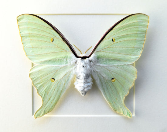 Actias dulcinea ♀