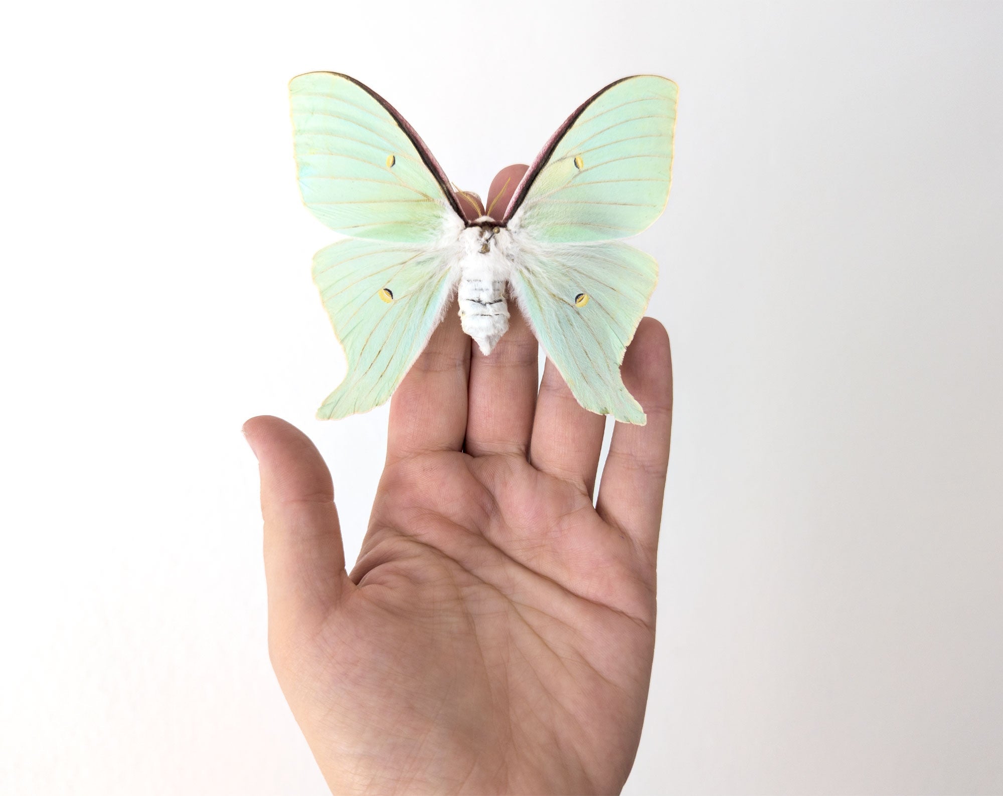 Actias dulcinea ♀   InsectArt