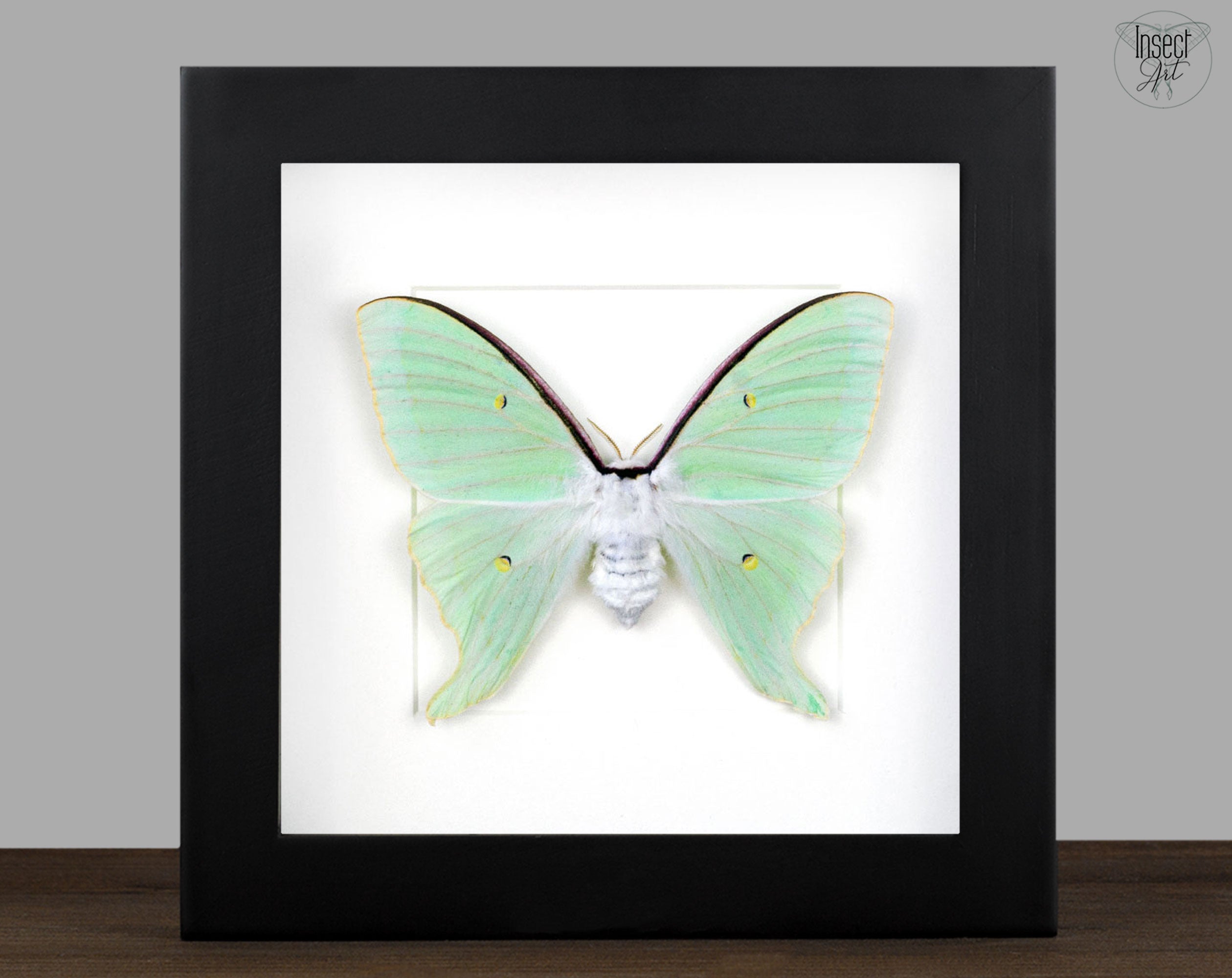 Actias dulcinea ♀   InsectArt