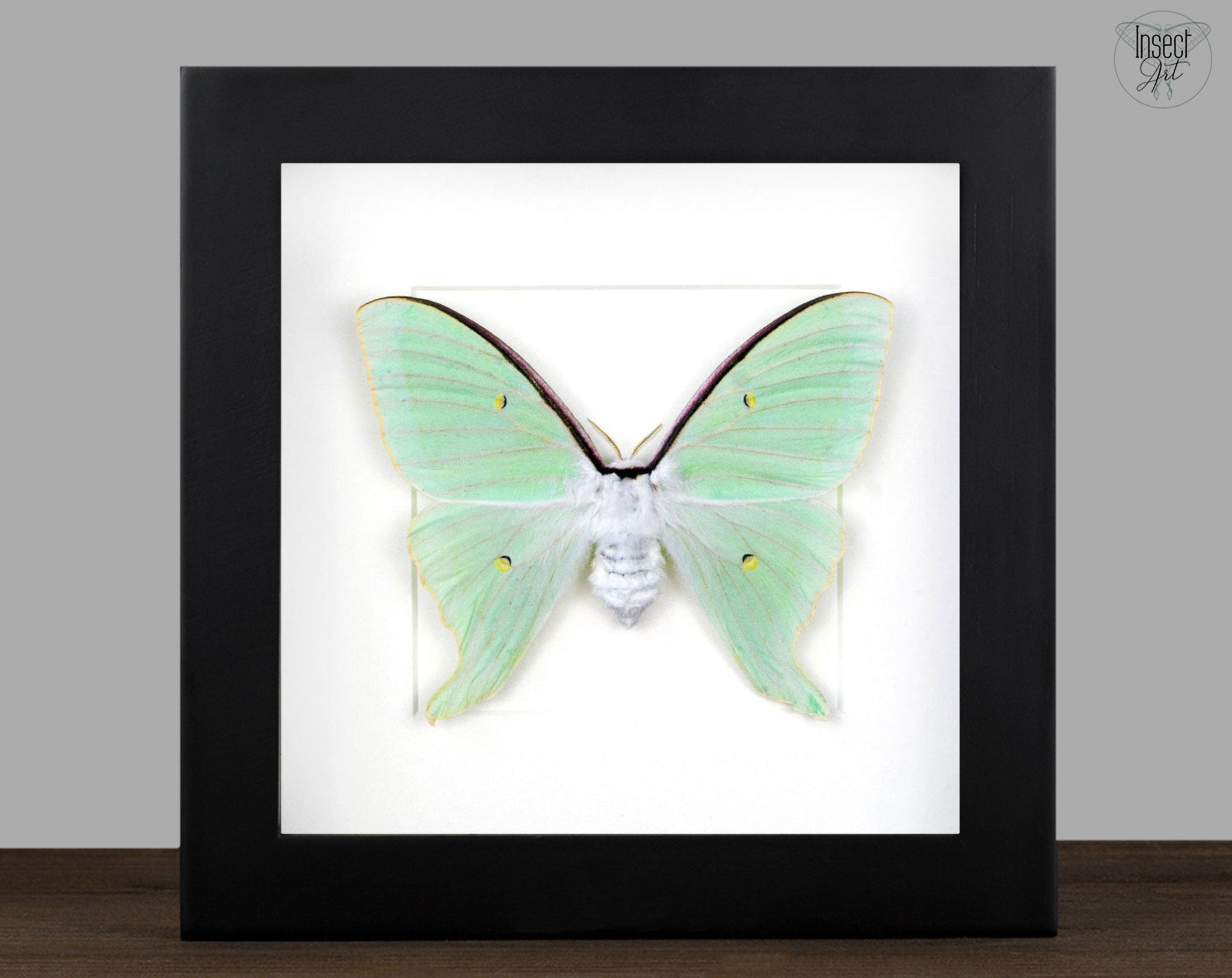 Actias dulcinea ♀   InsectArt