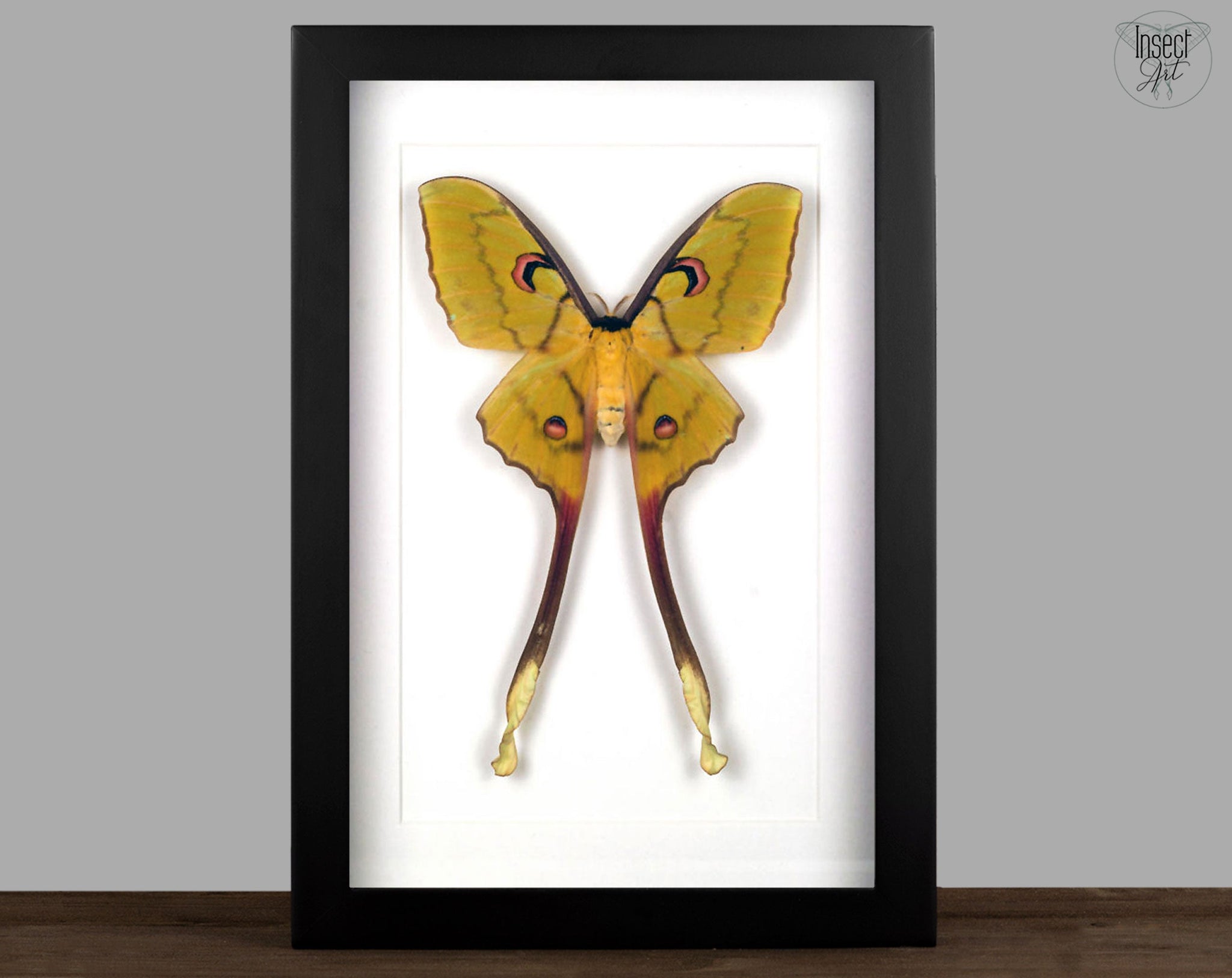 Actias isis ♀   InsectArt