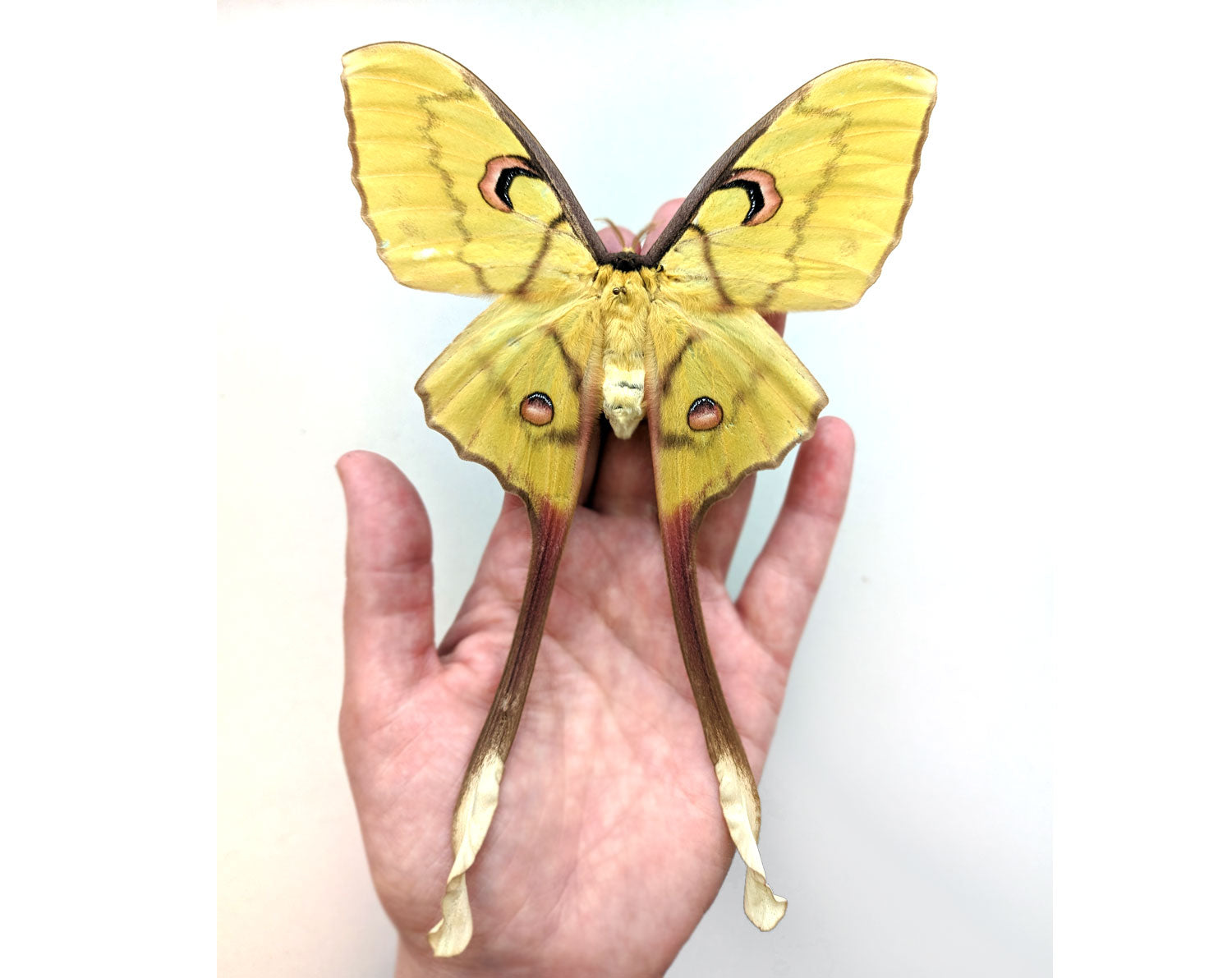 Actias isis ♀   InsectArt