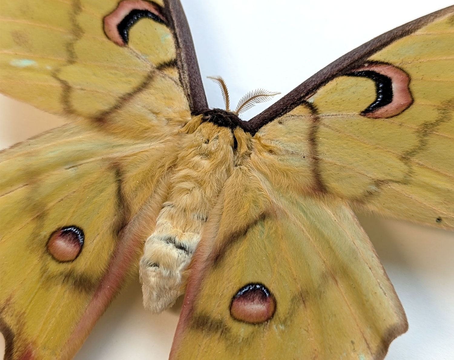 Actias isis ♀   InsectArt