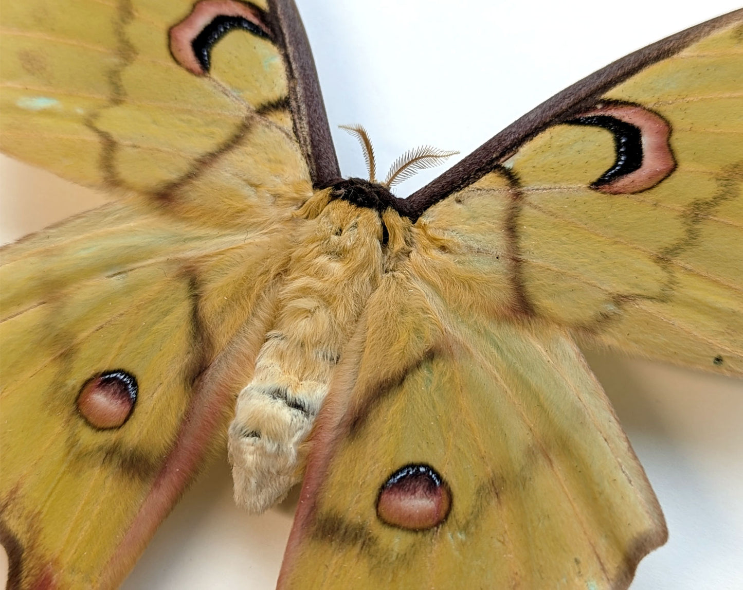 Actias isis ♀