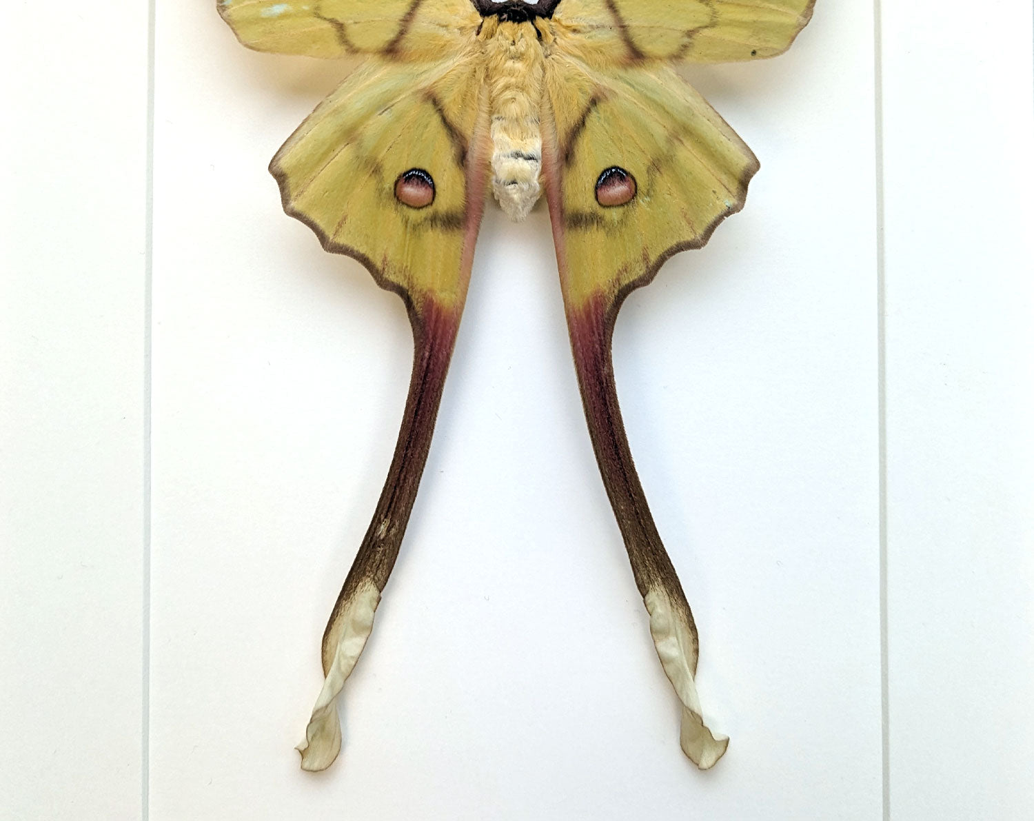 Actias isis ♀   InsectArt