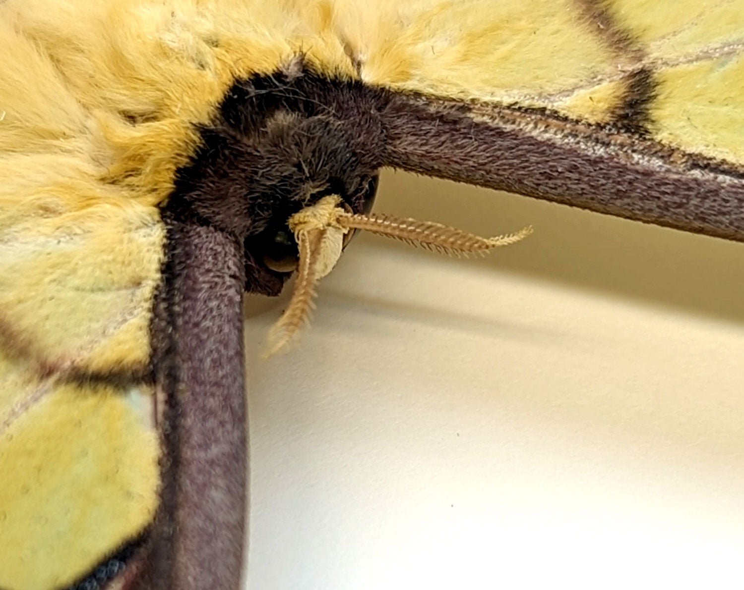 Actias isis ♀   InsectArt