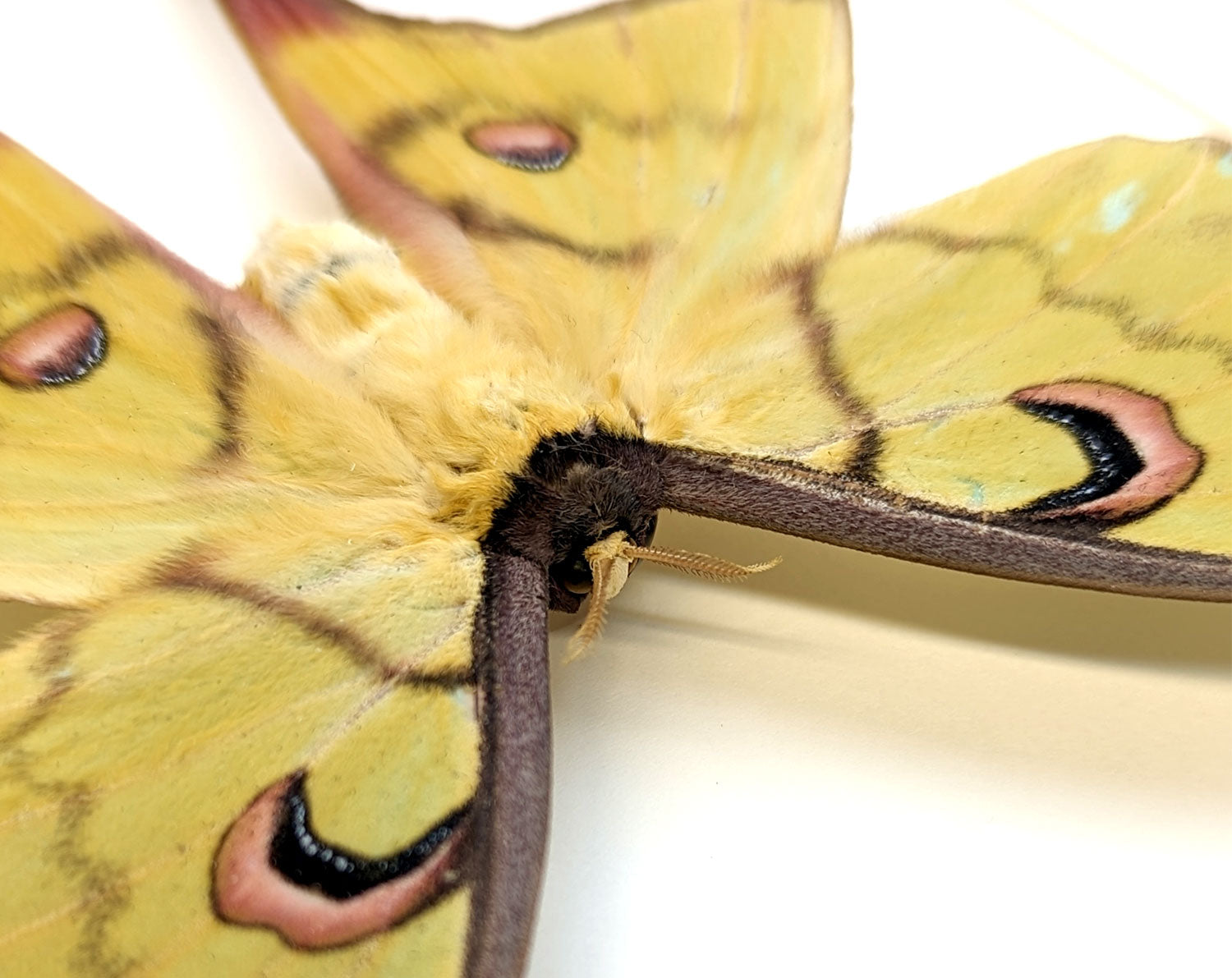 Actias isis ♀   InsectArt