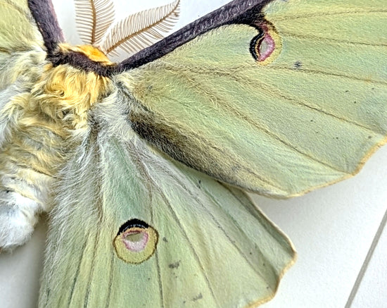 Actias luna