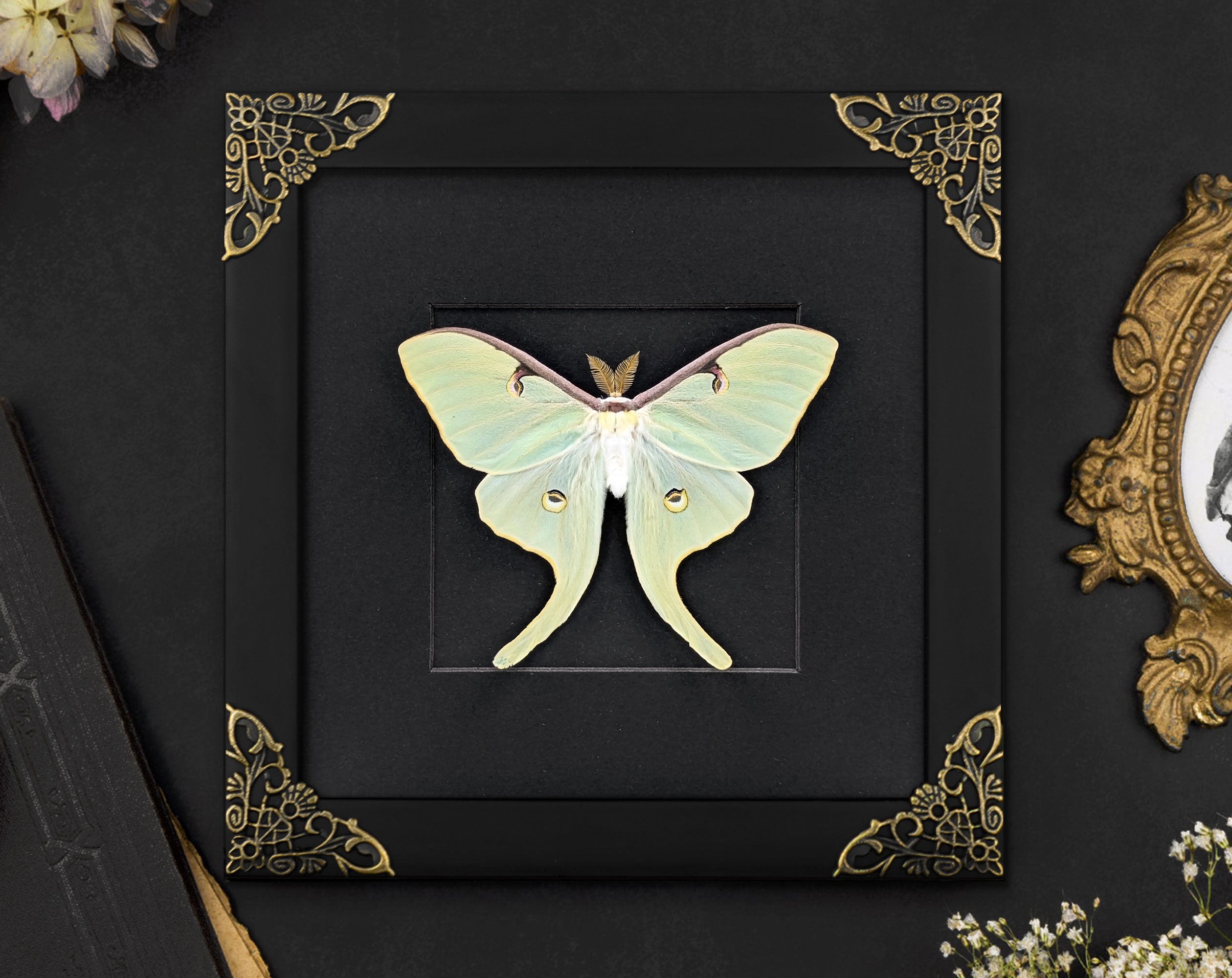 Actias luna, echte Mondmotte im Barock-Rahmen