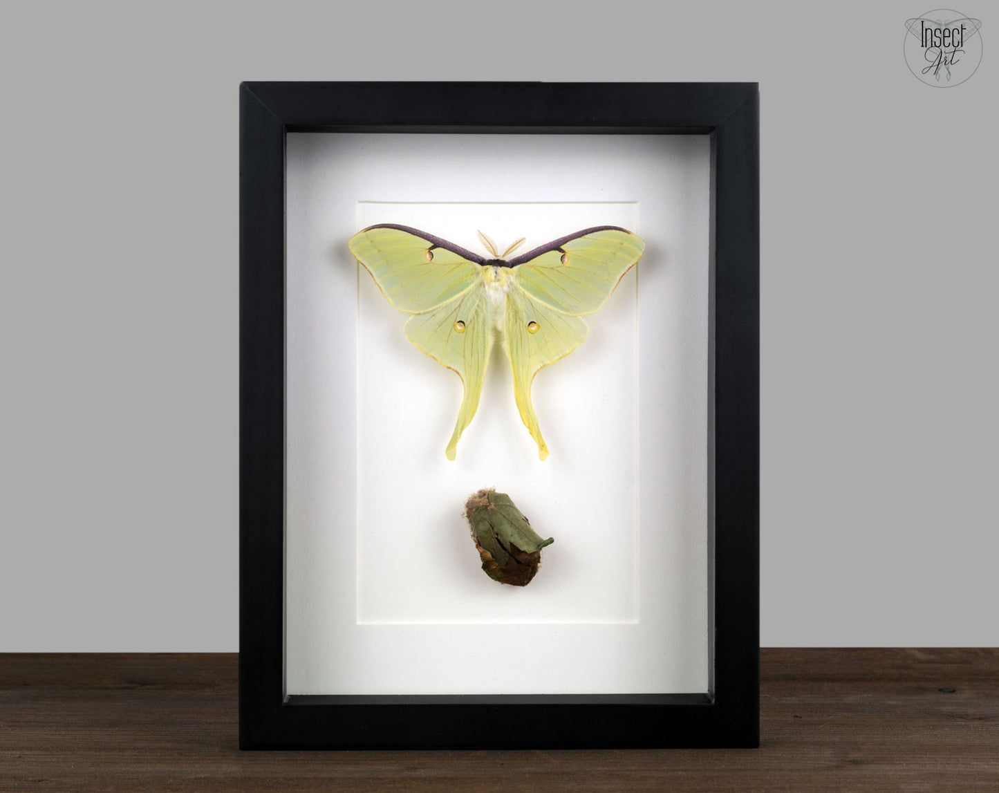 Actias luna with cocoon