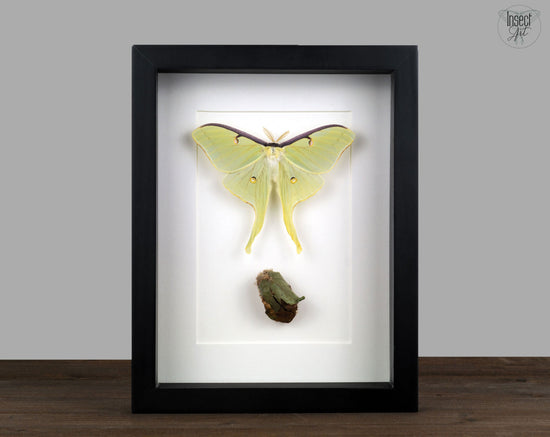 Actias luna mit Kokon