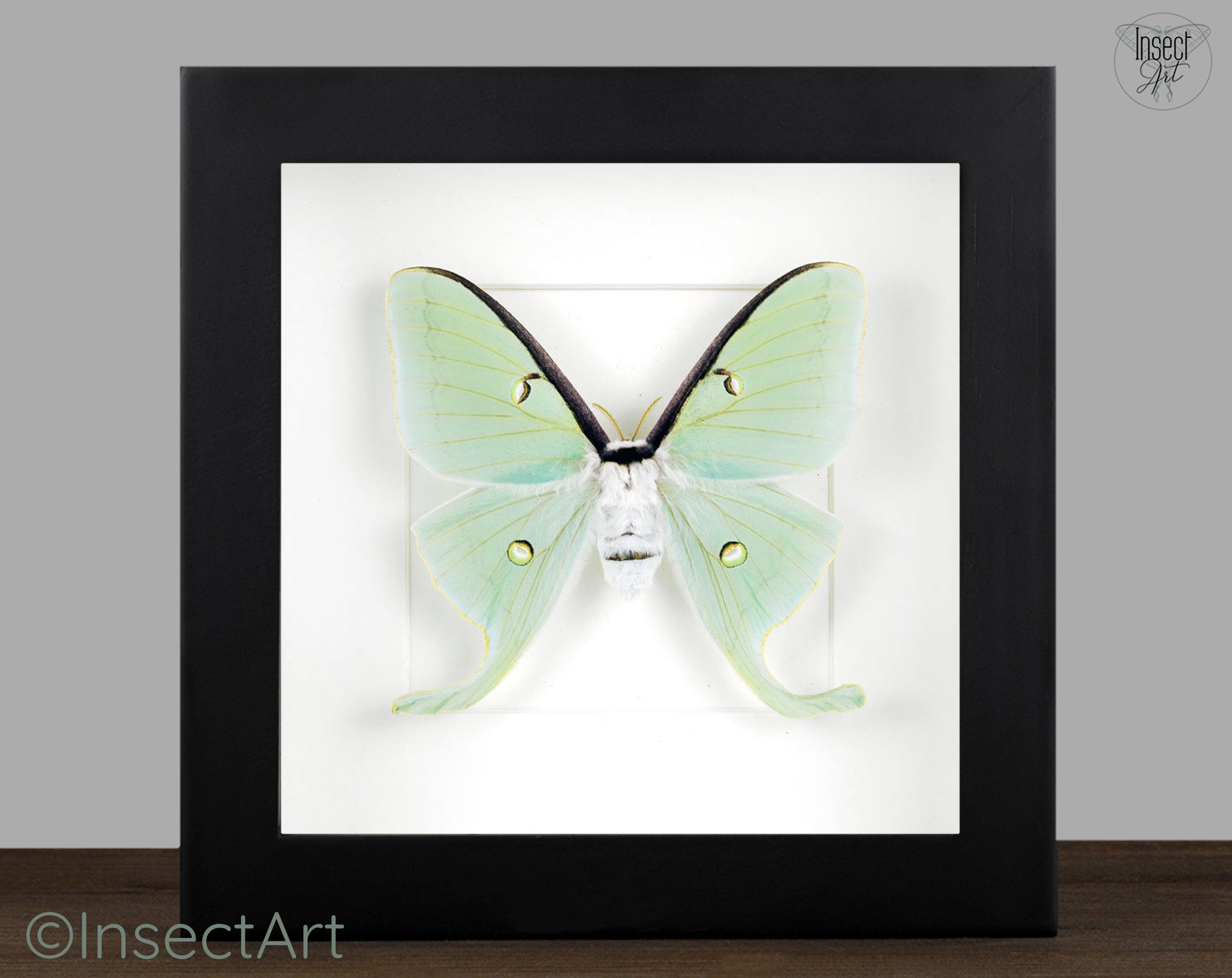 Actias luna  Nachtfalter InsectArt