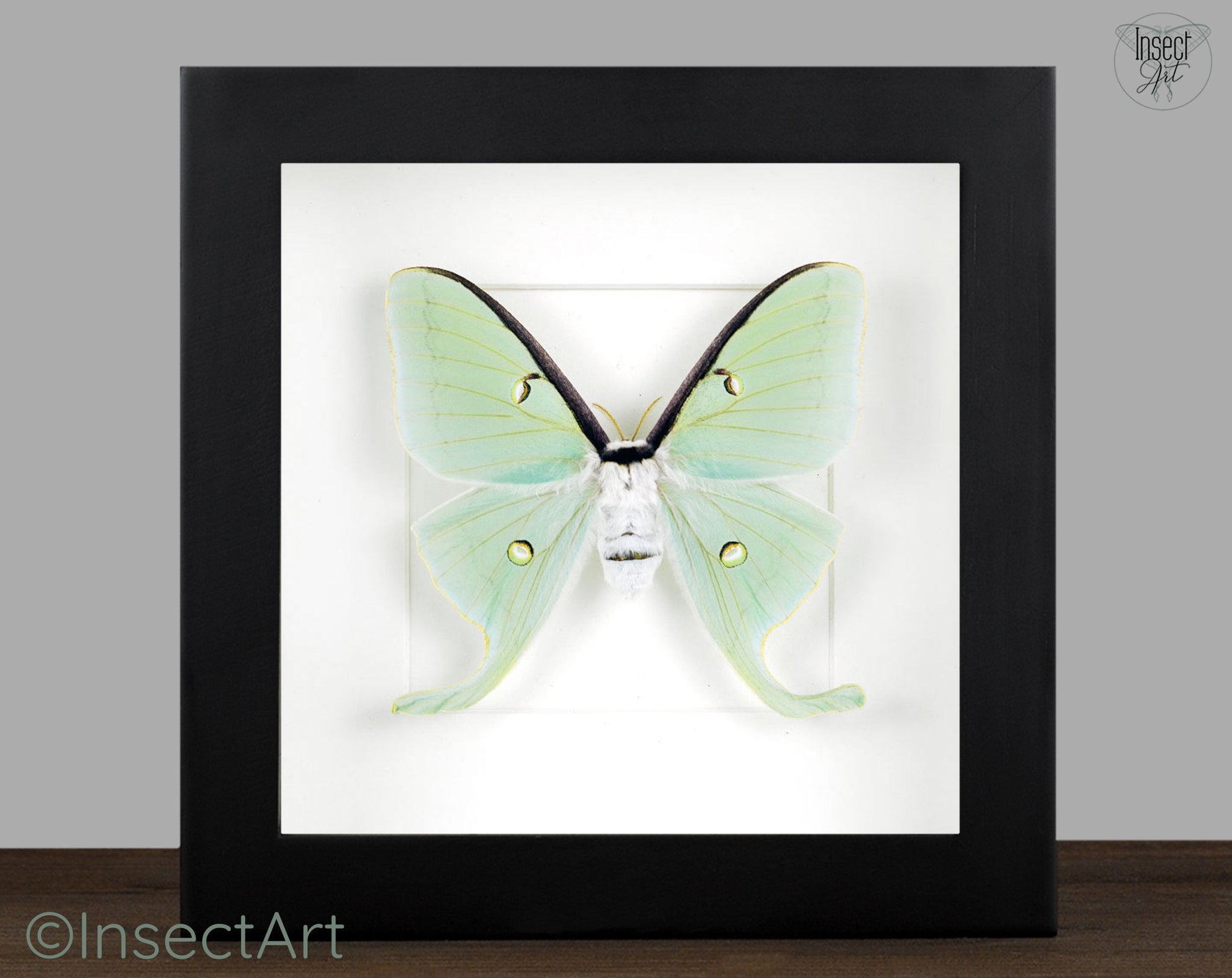 Actias luna  Nachtfalter InsectArt