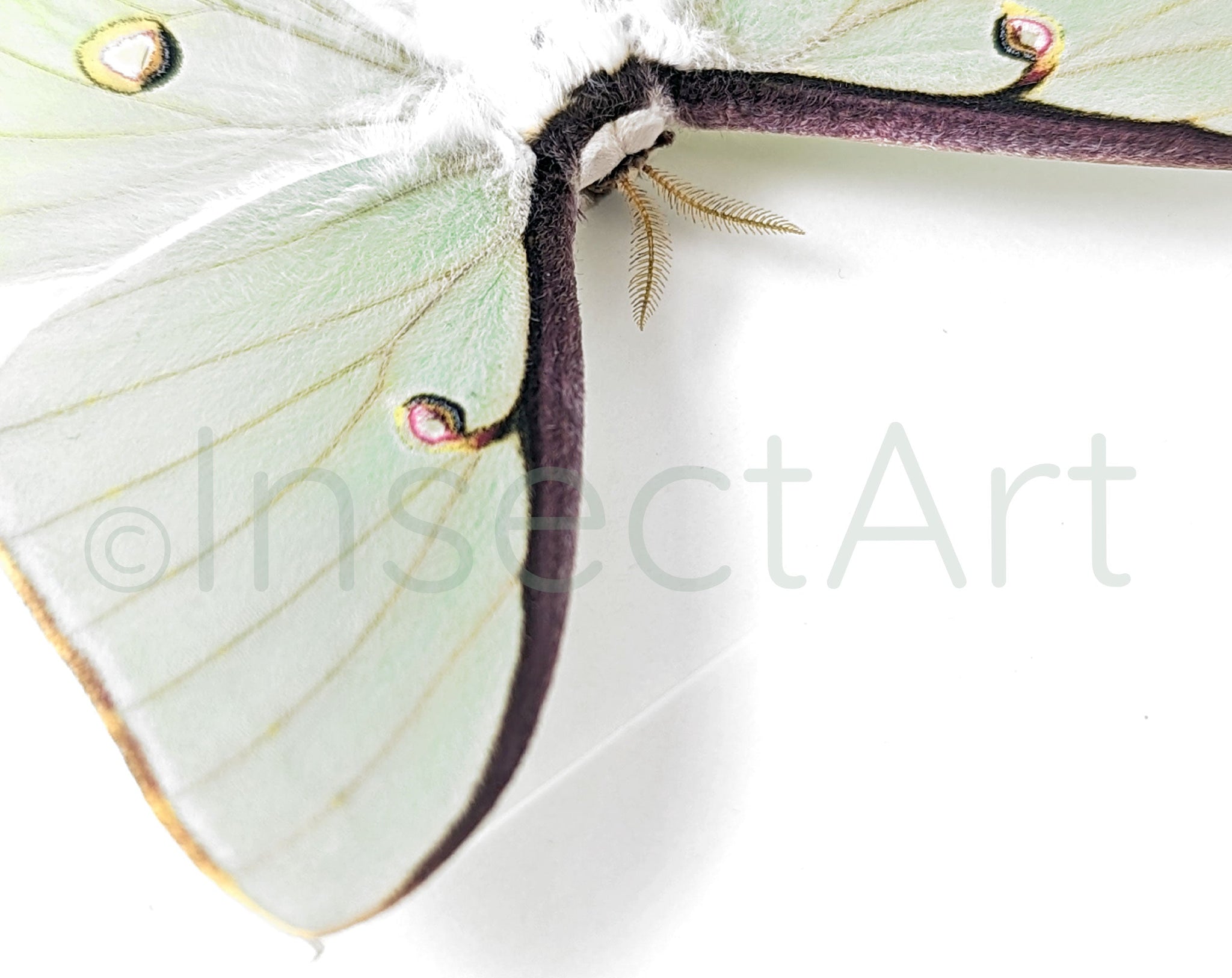 Actias luna  Nachtfalter InsectArt