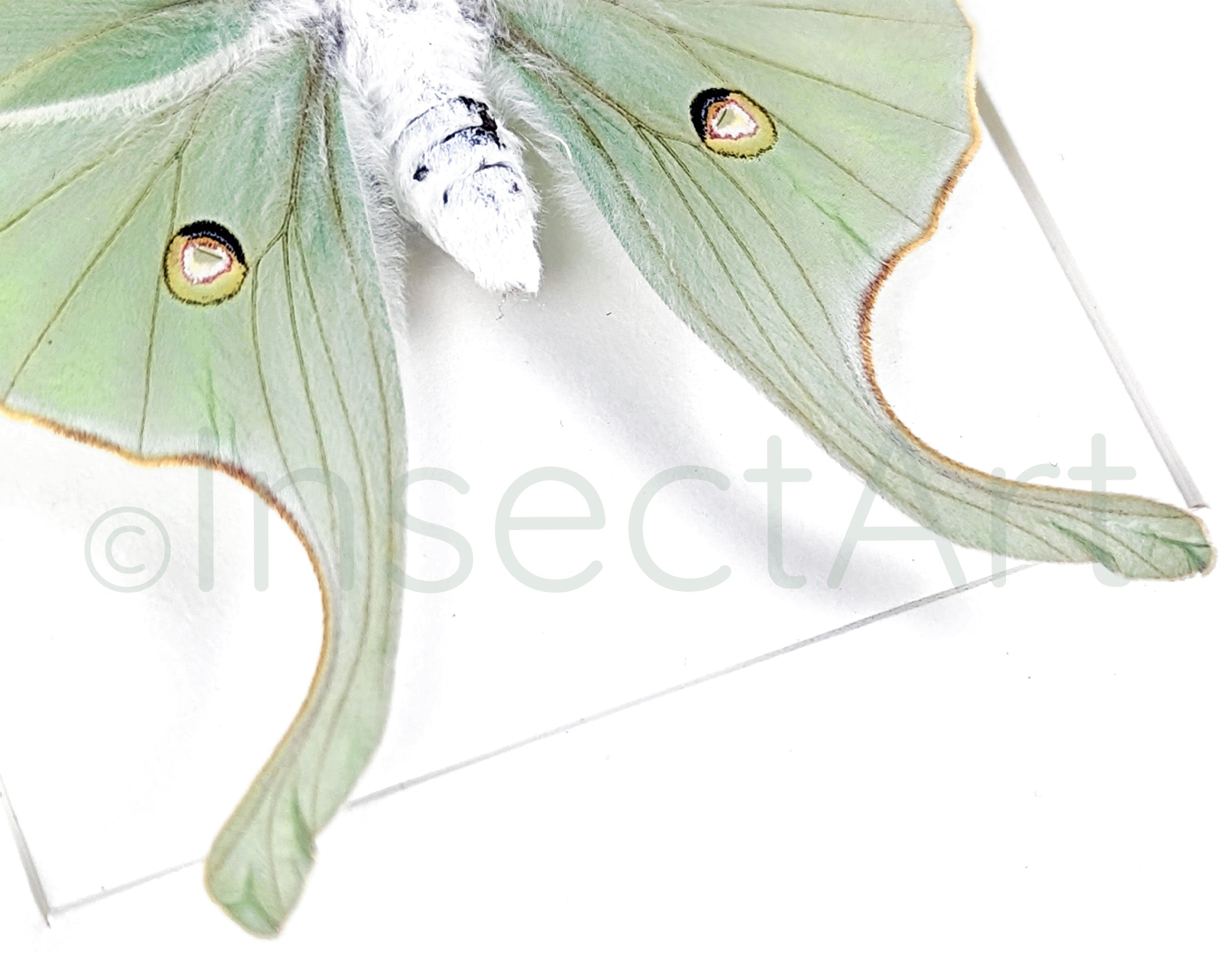 Actias luna  Nachtfalter InsectArt