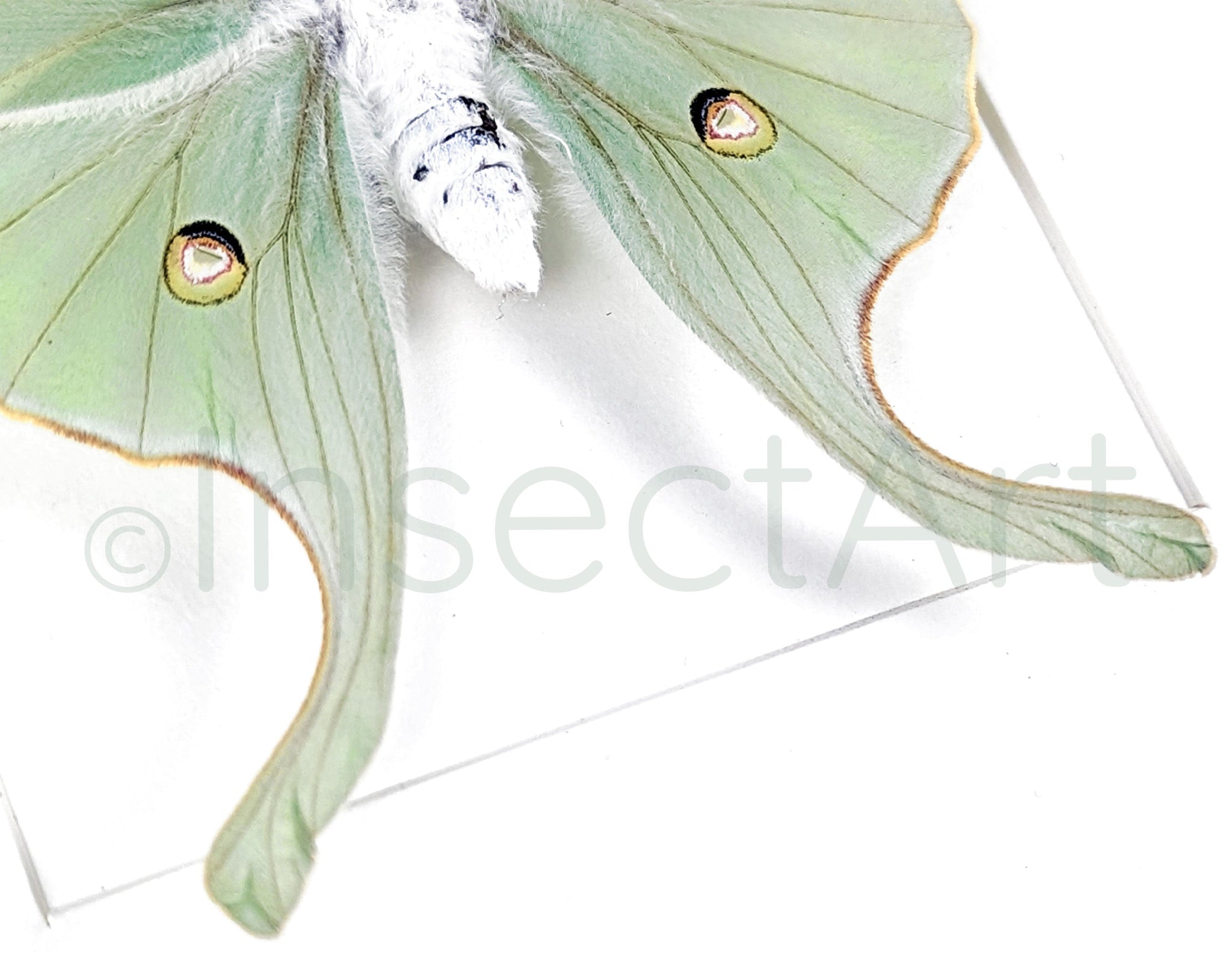 Actias luna  Nachtfalter InsectArt