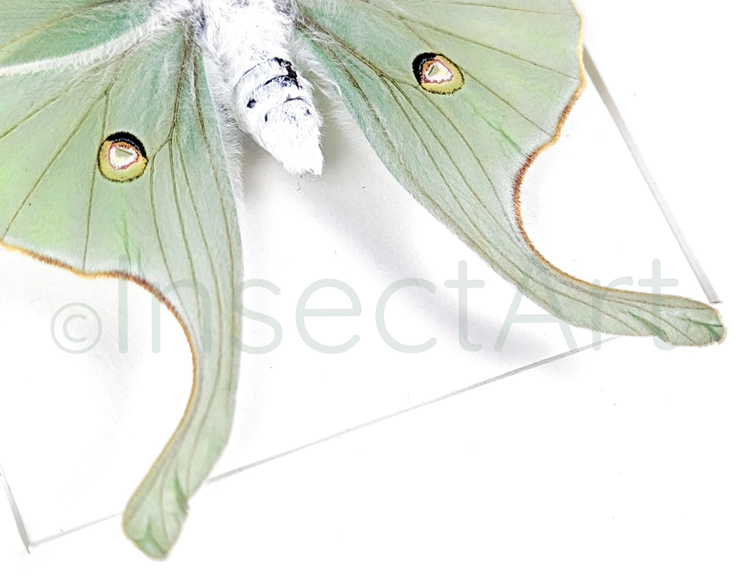 Actias luna