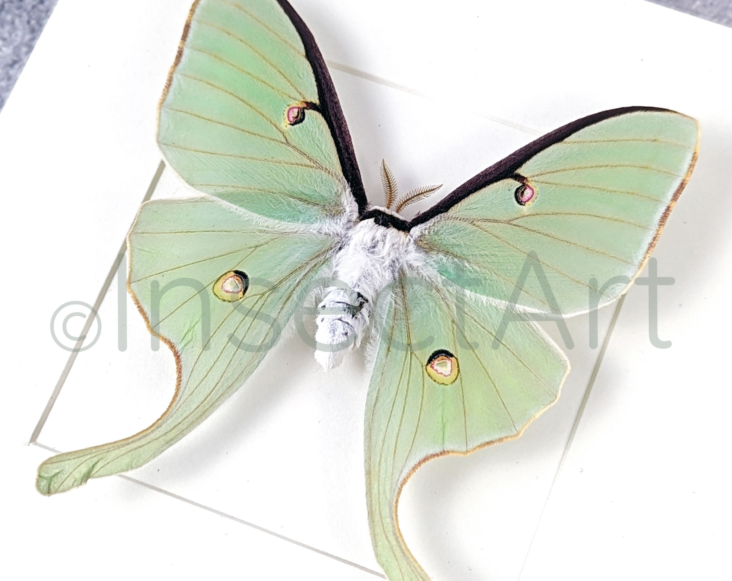 Actias luna  Nachtfalter InsectArt