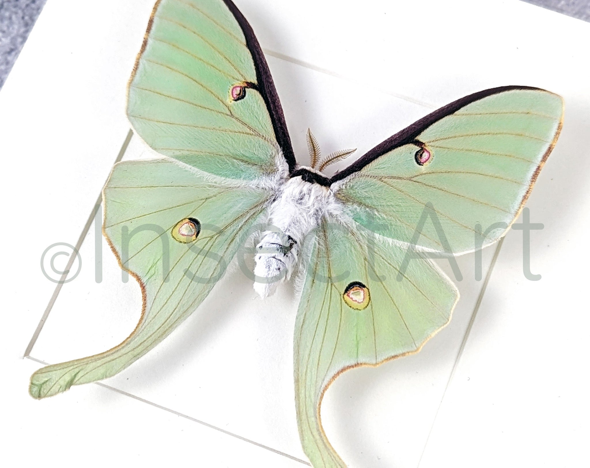 Actias luna  Nachtfalter InsectArt