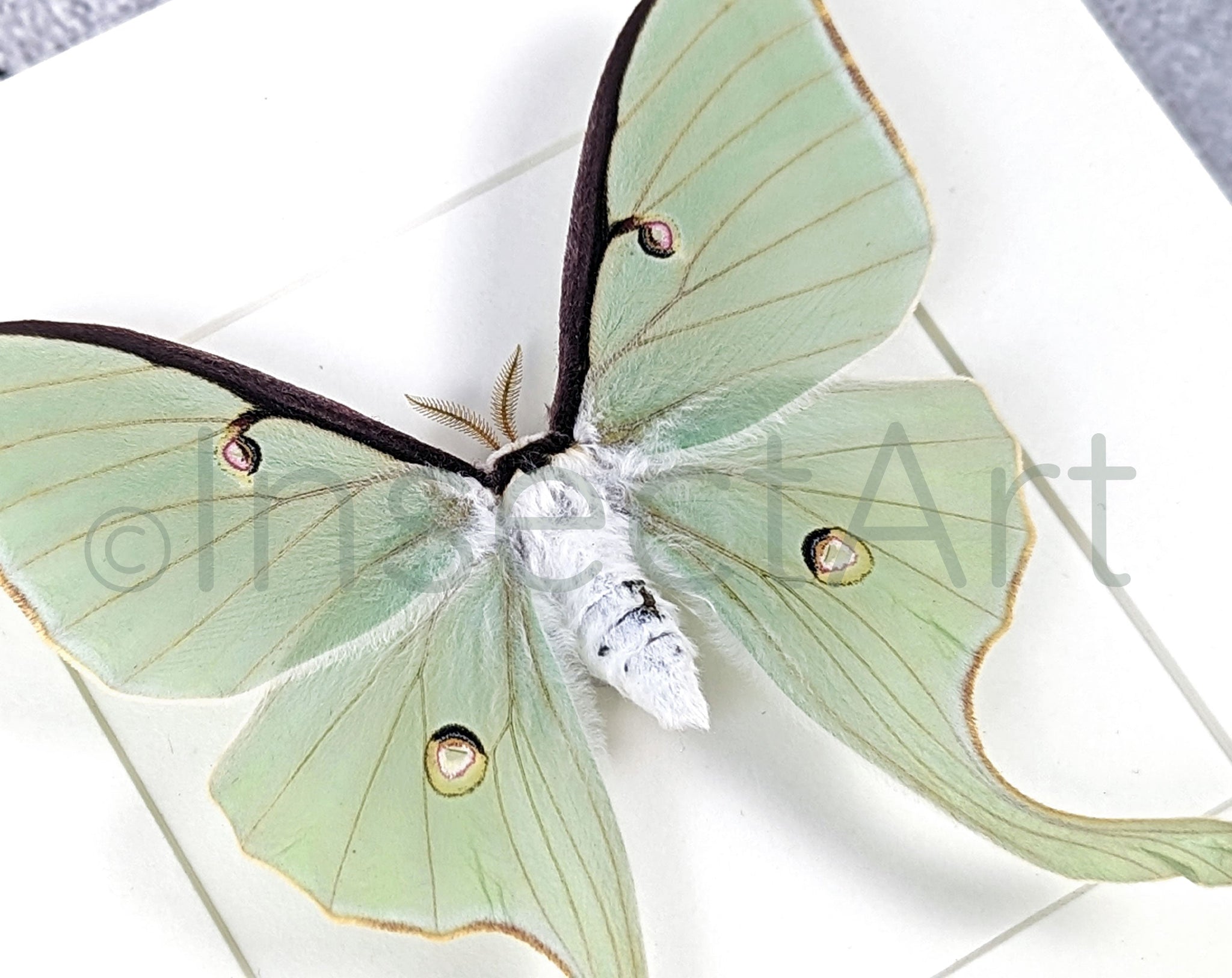 Actias luna  Nachtfalter InsectArt
