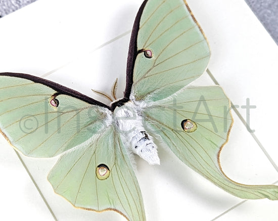 Actias Luna