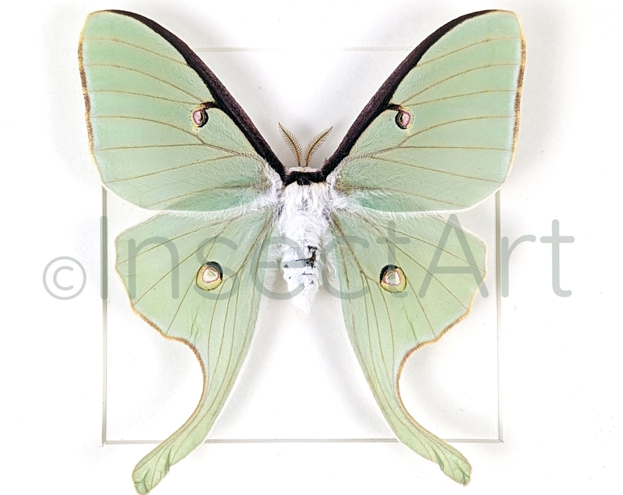 Actias luna  Nachtfalter InsectArt